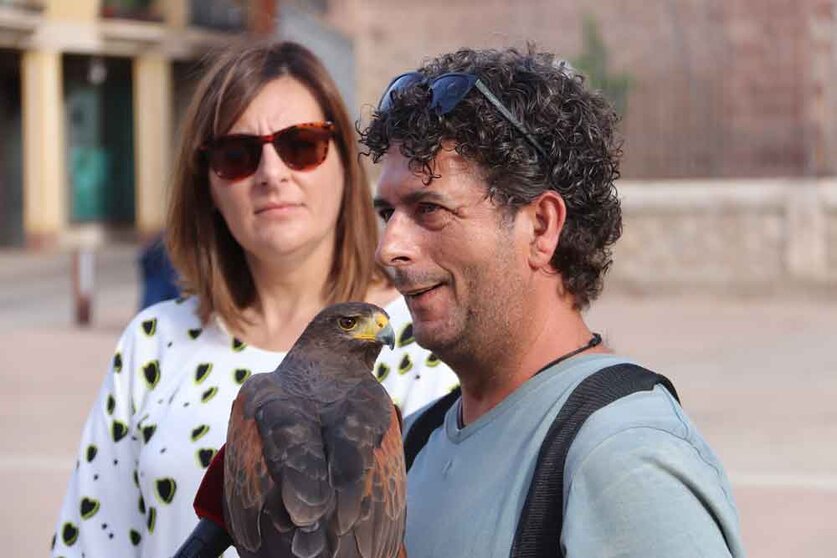 Águila-de-Harris-para-el-control-de-la-plaga-de-palomas-(18)