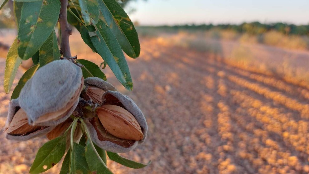 almendra