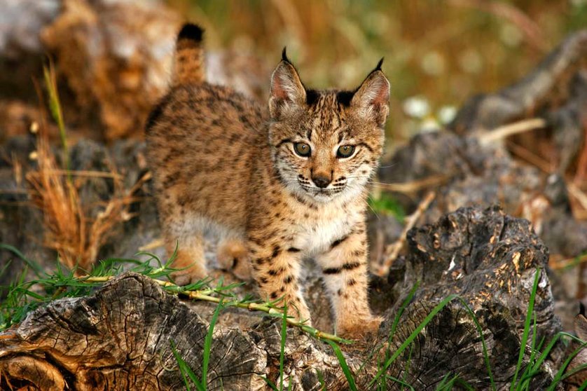 lince-1