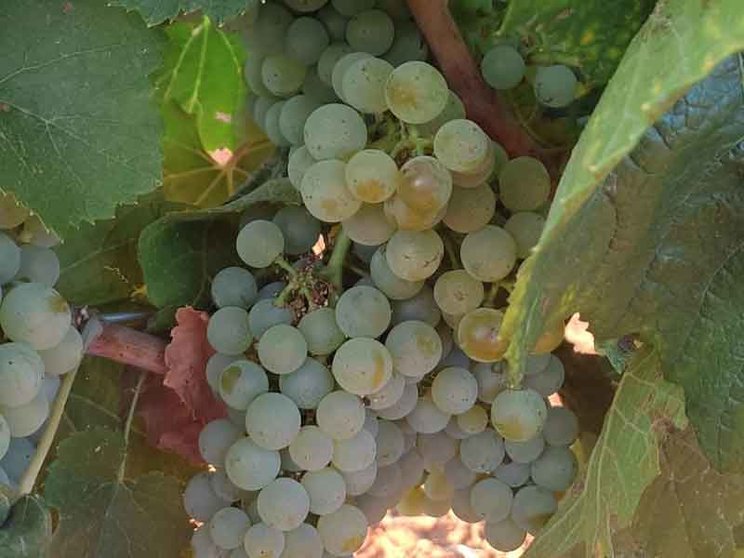 El-progreso-uvas-agosto-2024