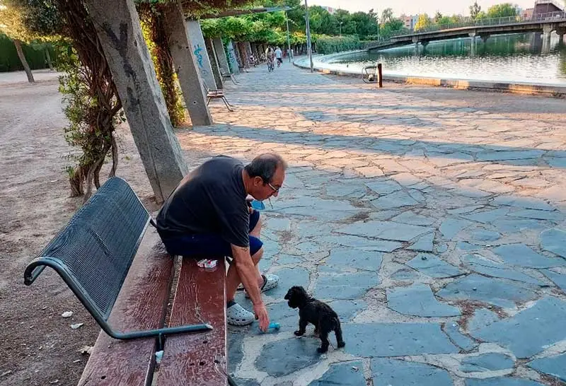 perro-en-parque